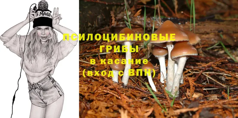 Галлюциногенные грибы Psilocybine cubensis  Краснокаменск 